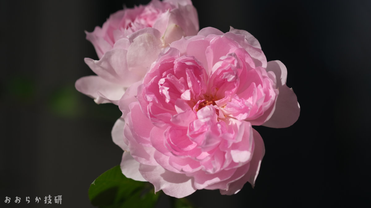 シャリマーの花